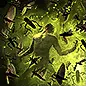 Ravenous Swarm icon